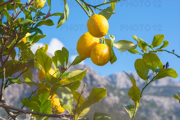 Ripe lemons