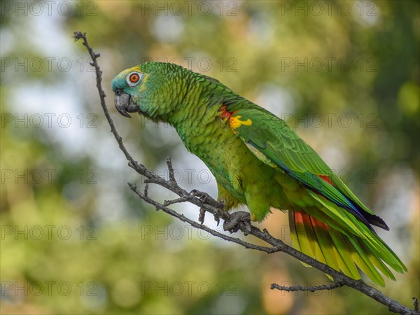 Free-living blue-fronted amazon