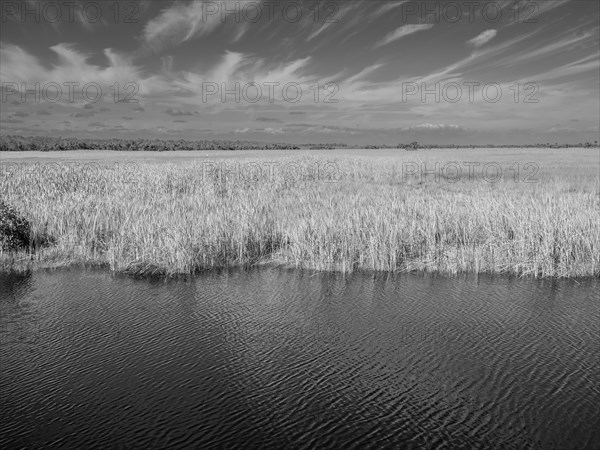 Reeds in a lagoon