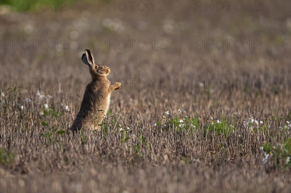 European brown hare