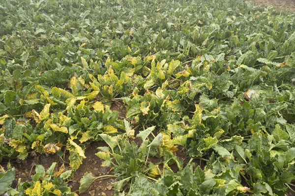 Sugar beet