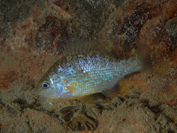 Pumpkinseed sunfish