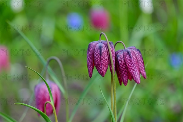 Chess flower