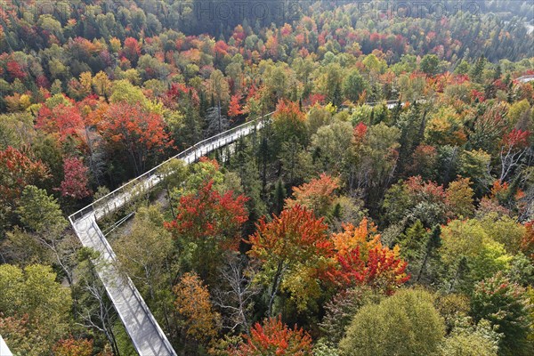 Tree top walkway in autumn