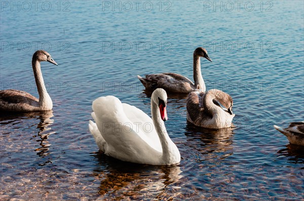 Family of swans swims across the lake in the morning sun. The concept of love