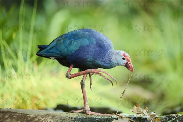 Western swamphen