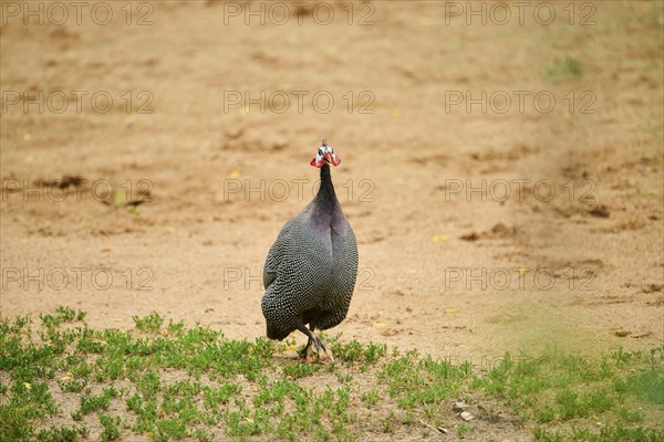 Helmeted guineafowl