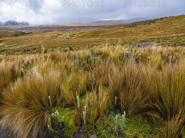 Paramo landscape in Antisana National Park