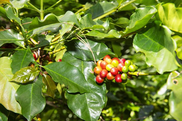 Coffee bushes in the Blue Mountains