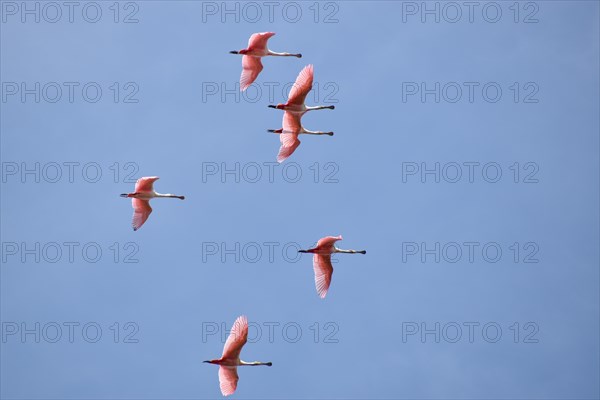 Several roseate spoonbill