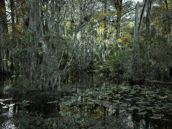 Mangrove forest