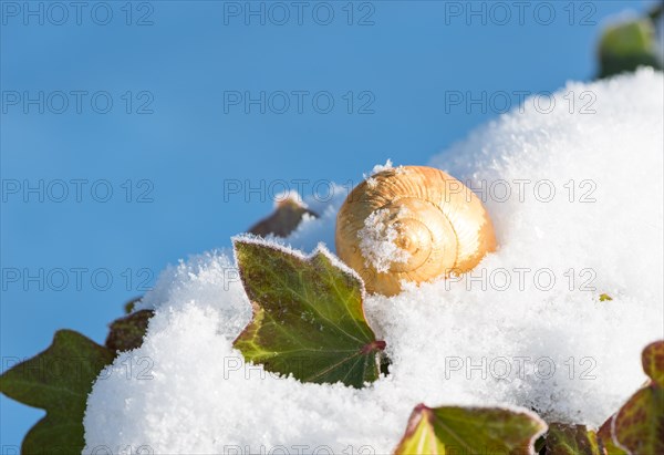 An abandoned snail shell of a burgundy snail