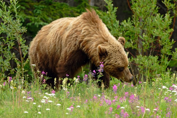 Brown bear