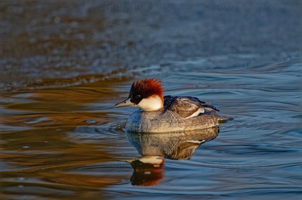 Smew