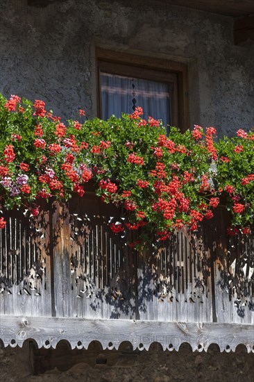 Summer flowers