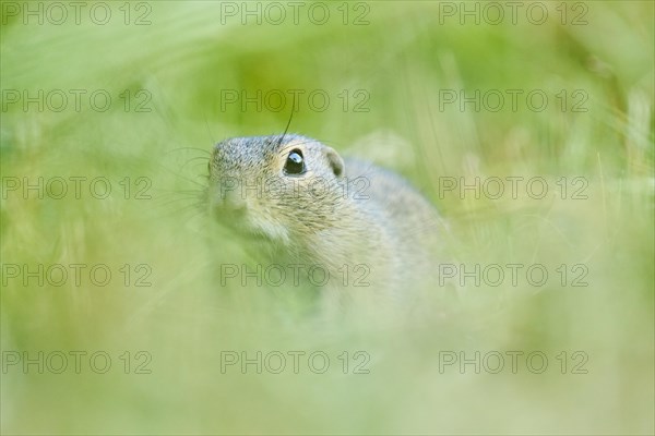 European ground squirrel