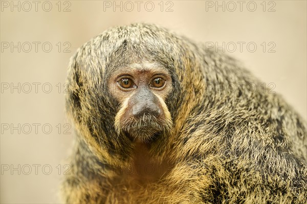 White-faced saki