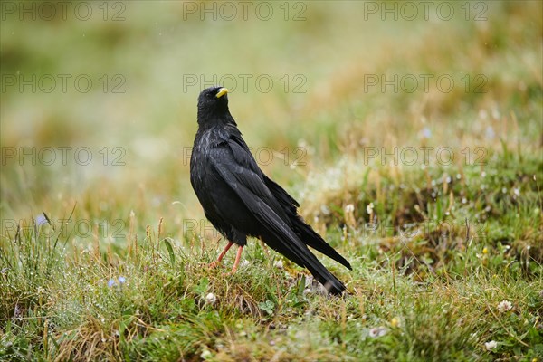 Yellow-billed chough