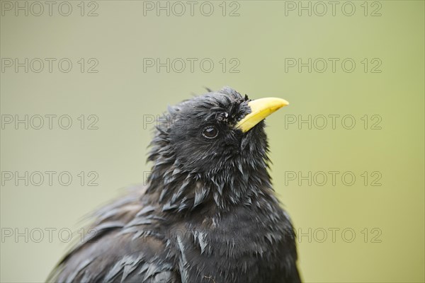 Yellow-billed chough