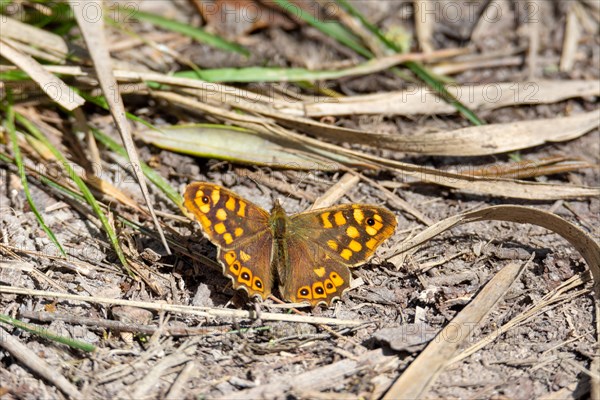 Butterfly perched on the ground