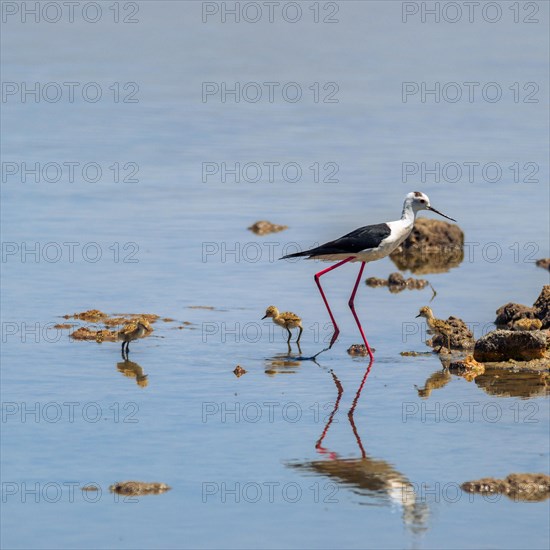 Baby black-winged Stilt