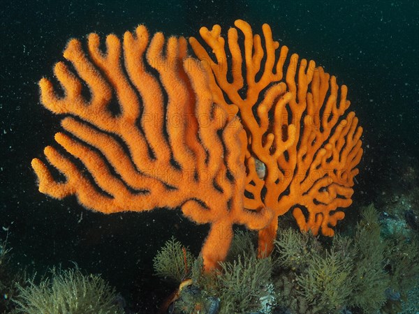 Sinus sea fan