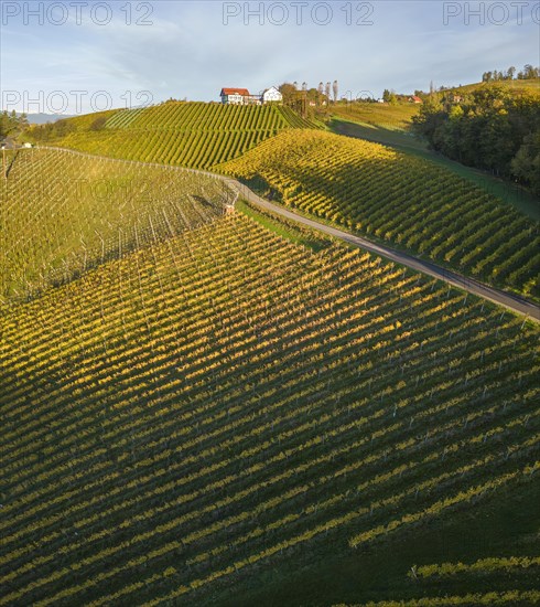 Aerial view of vineyards in the morning light