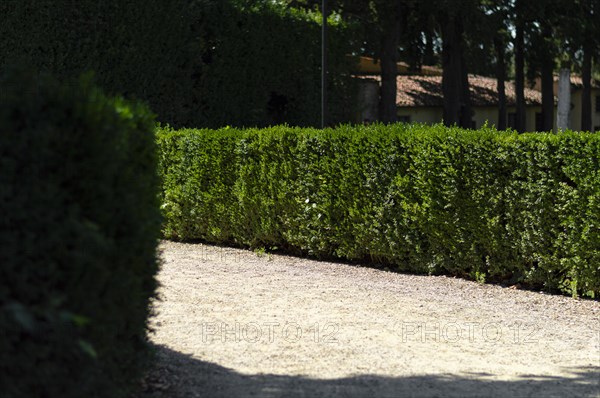 Perfectly trimmed bushes. Backyard care concept. Design work.