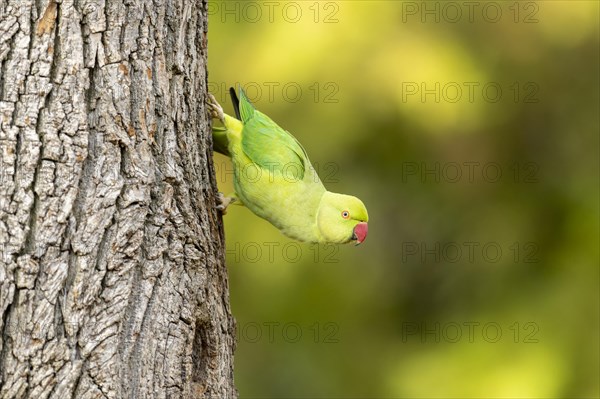 Rose-ringed parakeet