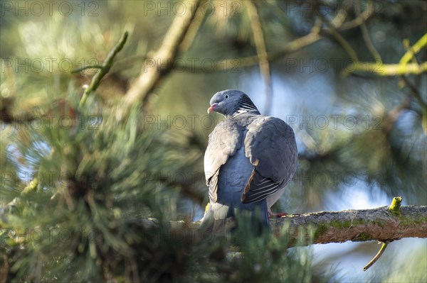 Common wood pigeon