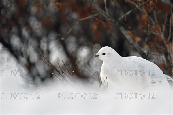 Willow ptarmigan