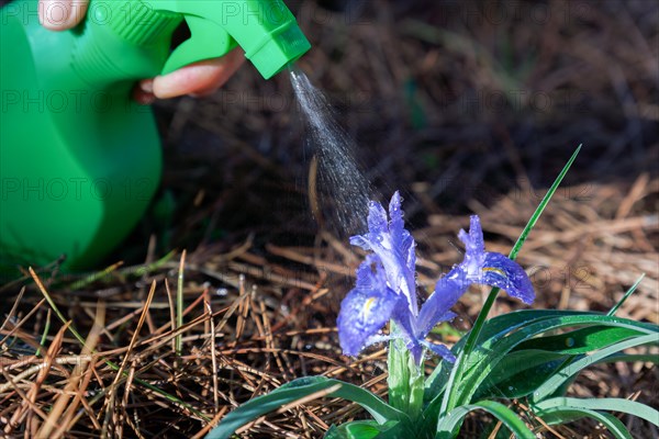 Sprayer spraying water on a purple orchid in the field