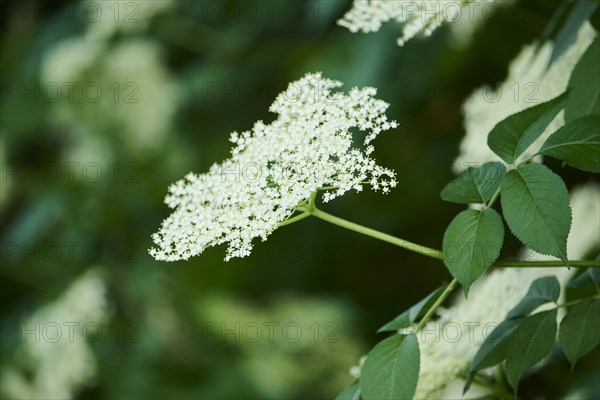 European elder