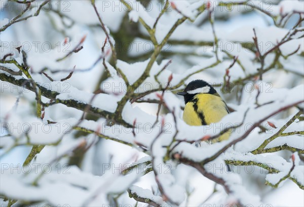 A great tit