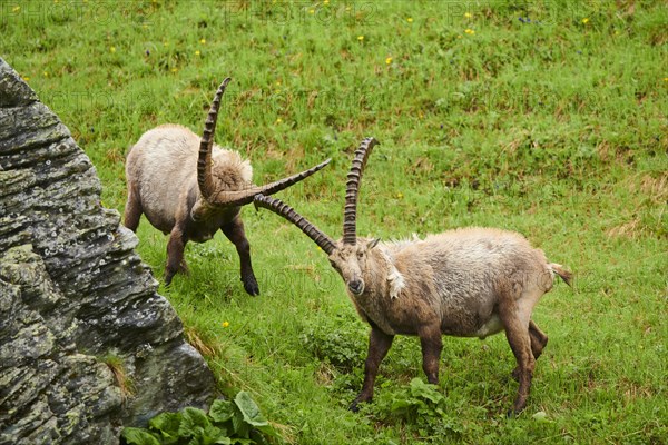 Alpine ibex