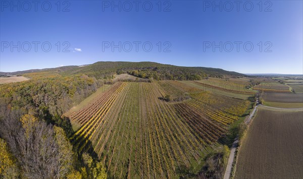 Aerial view of autumn vineyards