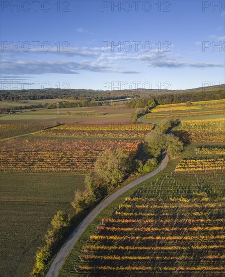 Aerial view of autumn vineyards