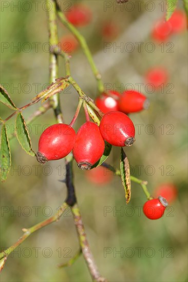 Ripe rosehip fruit of the dog rose