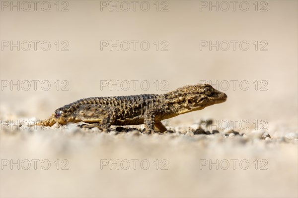 Moorish gecko