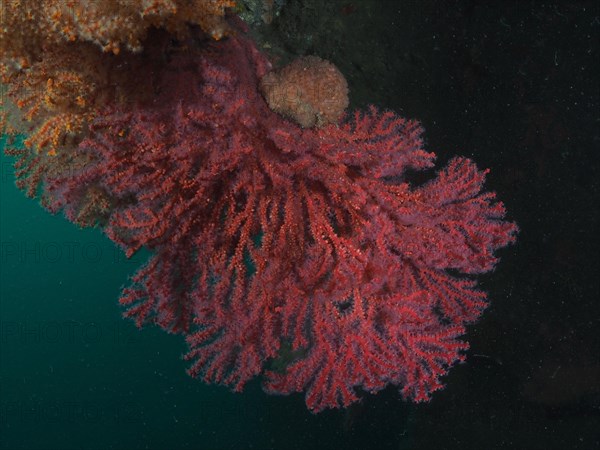 Red knot coral