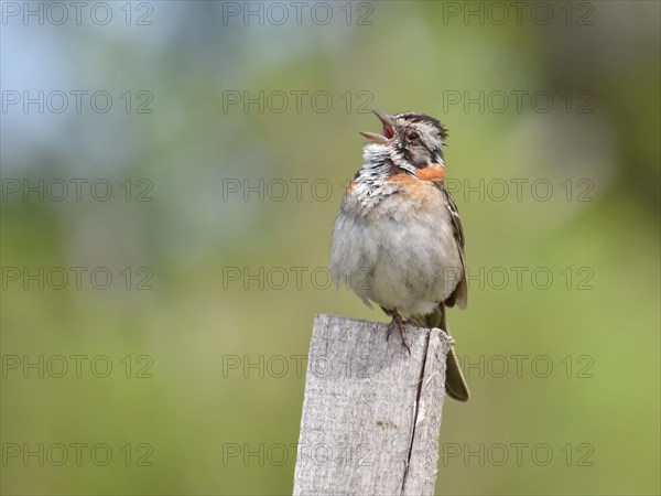 A rufous-collared sparrow
