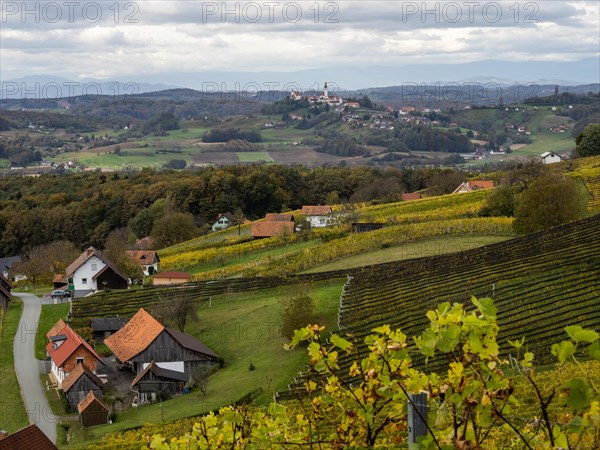 Vineyards in autumn