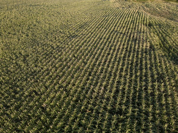 Aerial view corn field St.Veit