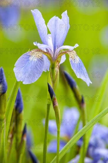 Siberian iris