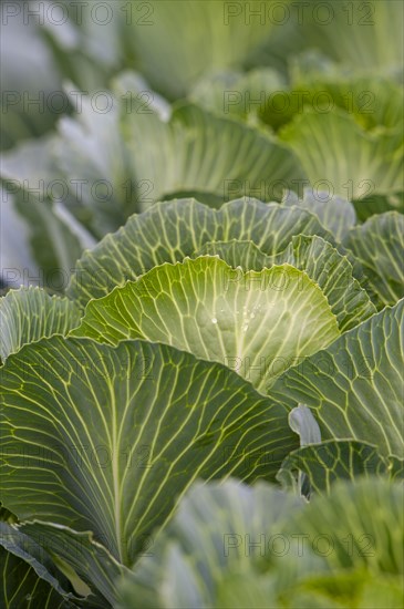 White cabbage