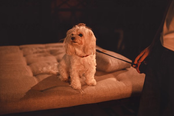 Image of a Maltese lapdog in a night bar with a fiery heater in the background