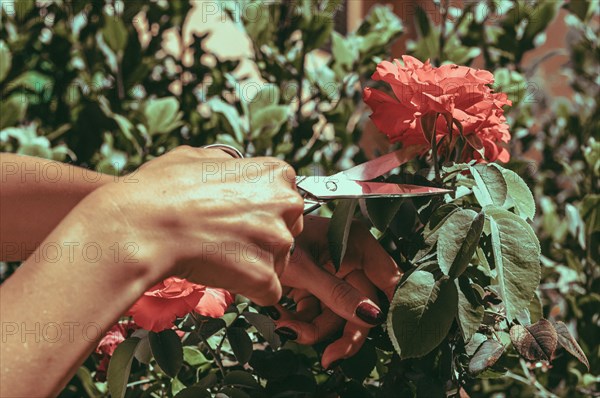 Girl cuts roses with a scissors from a bush. The concept of floriculture