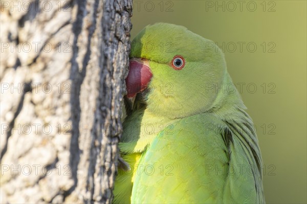 Rose-ringed parakeet