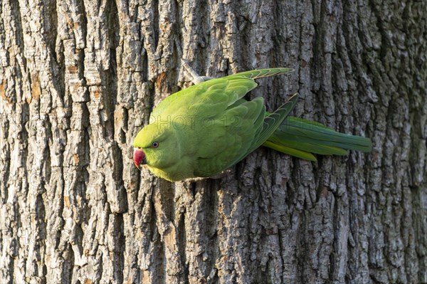 Rose-ringed parakeet