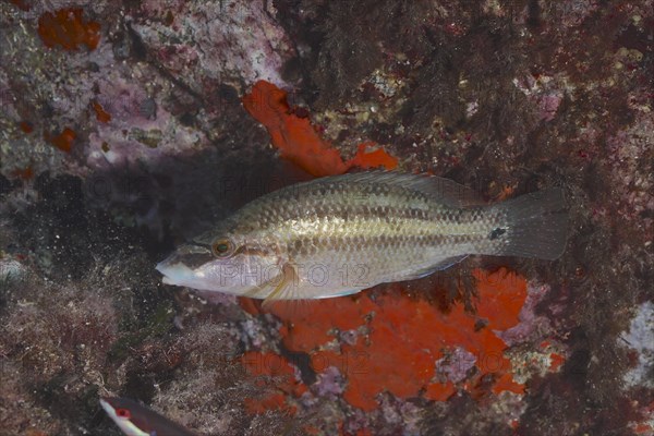 East atlantic peacock wrasse